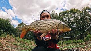 FLY FISHING FOR CARP ON BARWON RIVER EP.91