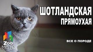 Шотландская Прямоухая - Все о породе