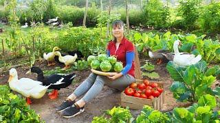 Harvesting Passion Fruit & Vegetable Goes To The Market Sell - Take Care Duckling and Pigs