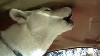 White siberian husky howling at fire siren