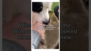 What love really means #wholesome #animals