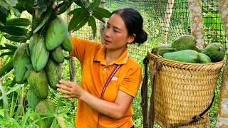 A special day: Harvest super-sized mangoes to sell at the market - Cooking