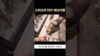 터키 이스탄불 배낭여행 : 너무나 착한 댕댕이의 스토리