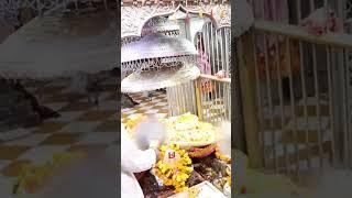 ramdevra ranuja #ramdevpir