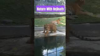 Tigers |shorts|nature|animals|wildanimals|youtubeshortsvideos|naturewithrejinath