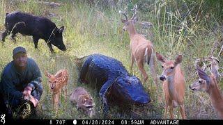 Tim Harrell - Big Cypress Trail Camera Pickup Take 2