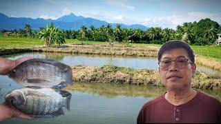 TILAPIA FARMING-60 DAYS OF CULTURE, BEST FEED FOR TILAPIA FISH, WHAT MAKES TILAPIA GROW FASTER