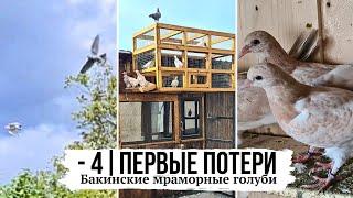 Минус 4 шт. Первые потери | Бакинские мраморные голуби | Baku high-flying pigeons