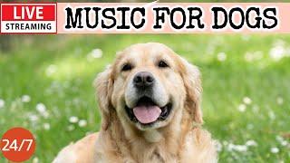 [LIVE] Dog MusicDog Calming MusicSleep Music for DogBest Video for Anxious Dogs Home Alone1-2