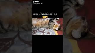 #кошка, хочу в #рек, #тикток, подписывайтесь на YouTube канал