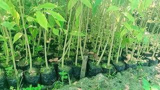 biggest Agarwood plant Nursery | Agarwood plantations all information | #agarplants #malaccencis