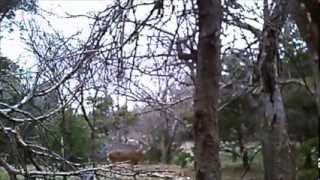 Muvi Camera, Ghost Blind, & Big Old Buck