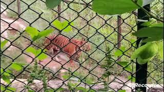 Tiger  #zoo #animals #tiger #junglebook #animallife #trending #travel #shorts #viralvideo #like