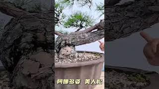 盆景不玩松, 到头一场空#youtubeshorts #bonsai #art