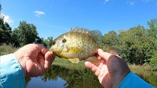 Bluegill Action on Diplomat Extreme 6' 2" UL