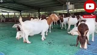 "३६ लाखांची नोकरी सोडून उभारली करोडोंची Goat  फार्म! | Goat Farming यशोगाथा | #aatmanirbharbharat