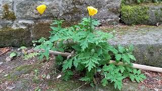 Exploring the Beauty and Charm of Welsh Poppy: A Visual Guide