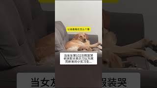 我的萌宠萌宠出道计划治愈精神抚慰犬狗狗@DOU+小助手