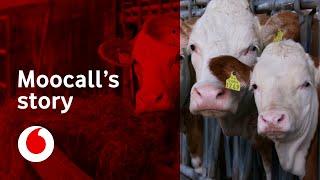 Saving the lives of calves | Moocall | Vodafone Business UK