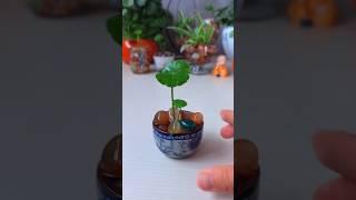 Hydroponic micro landscape, rain flower stones and small tea cups are also a good match, plant small