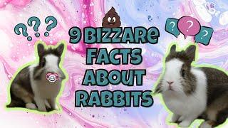 9 bizarre & fun facts about Rabbits 