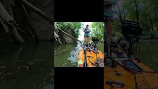 Bass Exploded Next to Kayak (of course I squeaked) #strictlysailandkayak #fishing #fishingvideo