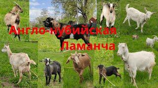 Англо-нубийские козы Ламанча Козочки и козлики ищут новый дом Граф ищет гарем Распродажа козлят