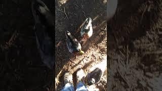 The ducks are ganging up on me