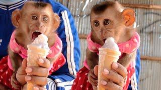 Bela Enjoy Surprising Cold Ice Cream | Adorable Baby Monkey Like Cold Sweet Ice Cream