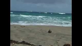 A Happy Coconut at the Beach in Boca Raton, Florida