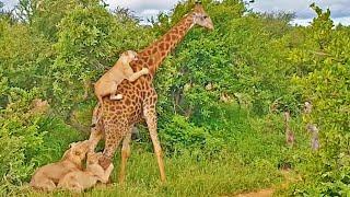 EPIC: Giraffe Gives Lions a Ride!