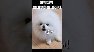 주인 잘못? 강아지 잘못?