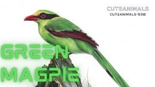 Green Magpie: Emerald Elegance in the Avian Realm 