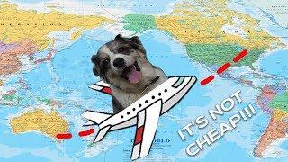 International Travel With a Pet | How to Get Your Dog on a Plane