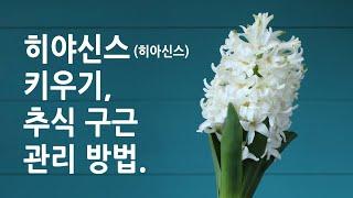 히야신스 (히아신스) 키우기, 추식 구근 관리 방법.