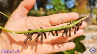 INSECTS I HAVE MET  INSECTOS QUE HE CONOCIDO