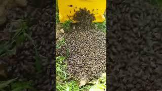 Big swarm of mountain bees!