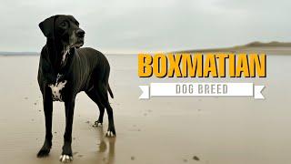 Boxmatian 101 Dog Breed - Everything You Need to Know (Boxer Dalmatian mix)