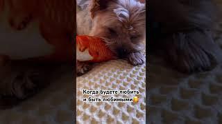 #music #dance #80smusic #song #remix #yorkie