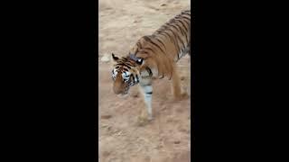 Tigress walks inches away from our gypsy