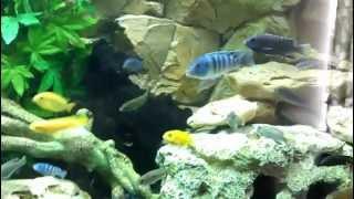 D13H4RDS New ND Aquatics tank Video.