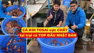 Lựa CÁ KOI tosai cực CHẤT tại trại cá top đầu Nhật Bản