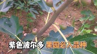 每個園藝愛好者必入的無花果樹品種 #gardening #figs #無花果