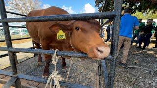 CIG News – 2025 Agriculture Show Highlights - 6 March 2025