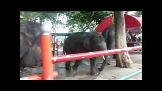 A visit at Dusit Zoo - Bangkok - Thailand