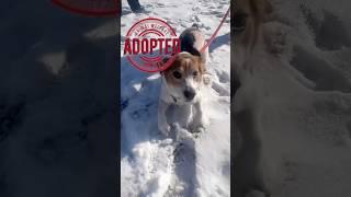 This adorable 4-year-old Beagle found his forever family  #dog #doglife #dogshorts