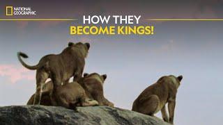 How They Become Kings! | Built For The Kill | Full Episode | S4-E1 | Nat Geo Wild