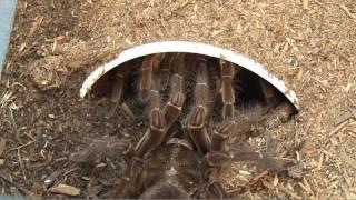 Goliath Bird-eating Spider Breeding