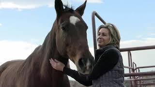 Colorado Horse Rescue - Join the Journey