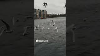 The seagulls struggling to balance in the strong wind#Bird lovers